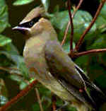 Waxwing