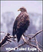 White Tailed Eagle