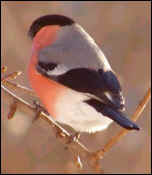 Bullfinch