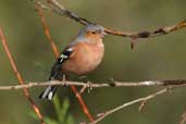 Male Chaffinch