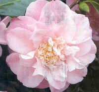 Camelia japonica 'Annie Wylam'