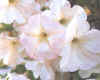 Petunia Fragrant Cloud