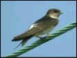 House Martin