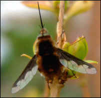 Dark Edged Bee Fly