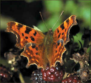 a Comma Butterfly 