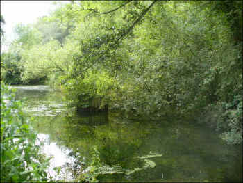 Cookham Moor Pond