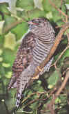  Juvenile Cuckoo - John Lloyd-Parry