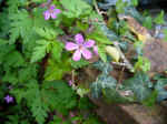 Herb Robert - Liz Kwantes