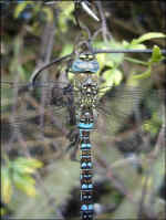 Migrant hawker