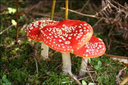 Fly Agaric by John Lloyd-Parry