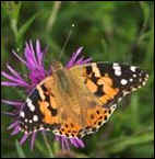 Painted Lady