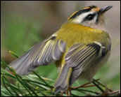 Firecrest