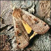 Yellow Underwing