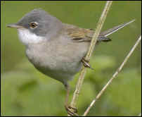 Common Whitethroat