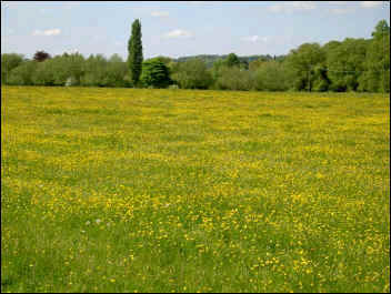 Buttercups on Marsh meadow