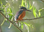 Text Box: Kingfisher  JL-P