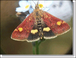 Pyrausta aurata  Keith Edkins