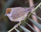 Blackcap