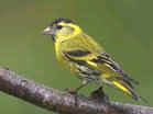 Siskin