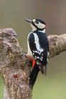 Gretaer Spotted Woodpecker