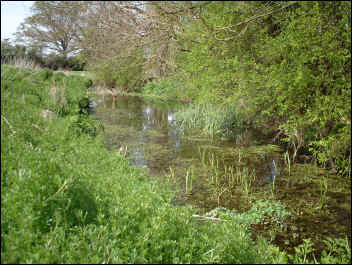 Strand Water with its lush vegetation attracts Grass Snakes, Dragonflies and roosting Reed Buntings