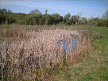'Herries' Pool and reed bed on Marsh Meadow has attracted a wide range of aquatic plants and creatures, and Hobbies hunt for dragonflies there in summer"