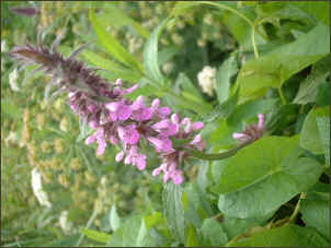 Marsh Woundwort another relatively scarce plant found in the area