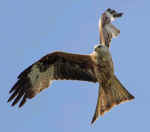 Red Kite - Martin Glover