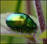 Mint Beetle � Linda Buckell