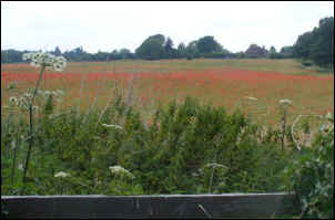 Grange Road July