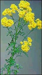 the ragwort in flower