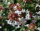Abelia-Grandiflora