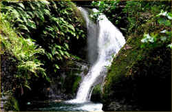 Waterfall up in the jungle in the hills.