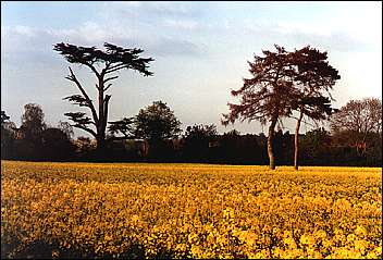 Poundfield in Bloom