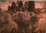 Bellrope Meadow