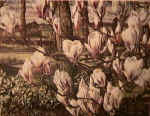 The Magnolia Tree