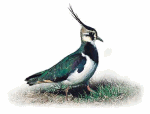 Lapwing