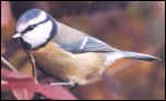 Blue Tit
