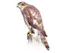 Sparrowhawk