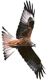 The Red Kite