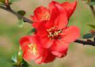 Chaenomeles japonica